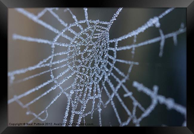 Frozen Web Framed Print by Neal P