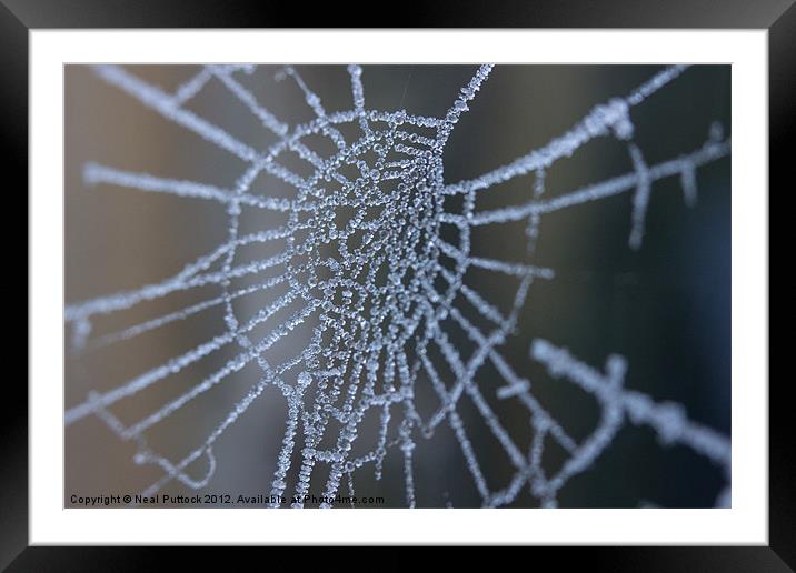 Frozen Web Framed Mounted Print by Neal P