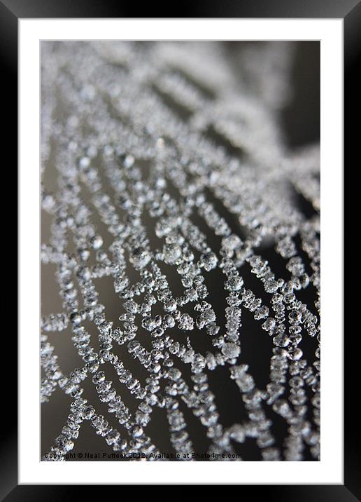 Frozen Spiders Web Framed Mounted Print by Neal P