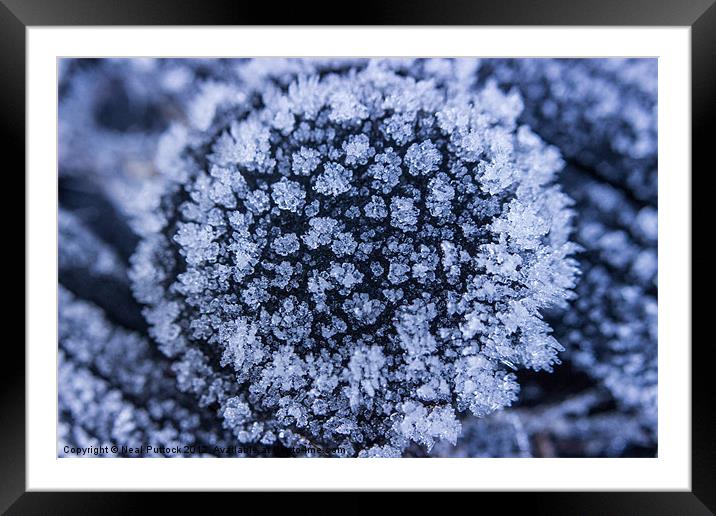 Ice Flower Framed Mounted Print by Neal P