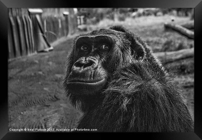 Gorilla Framed Print by Neal P