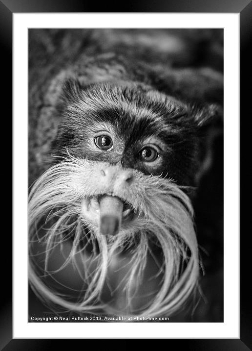 Cheeky Monkey Framed Mounted Print by Neal P