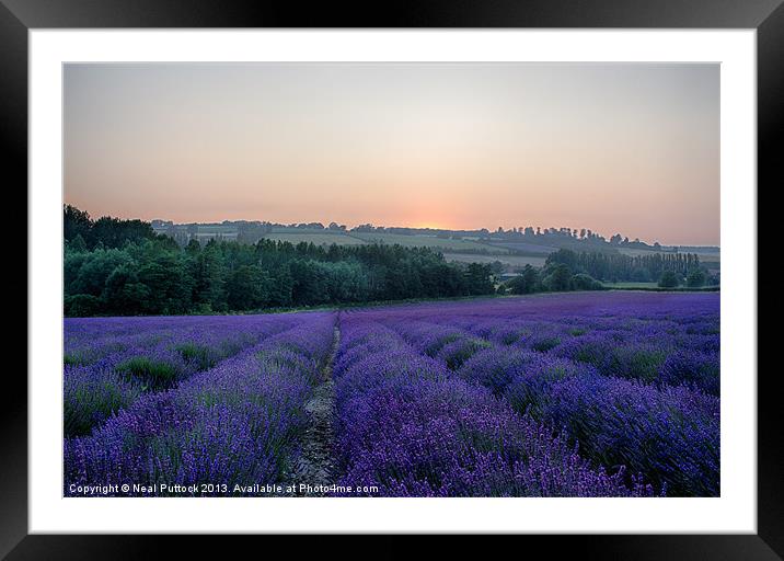 Lavender Field Framed Mounted Print by Neal P