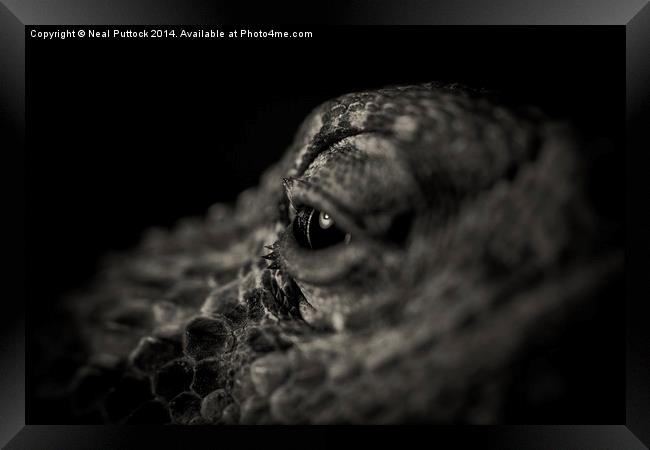 Eye of the Dragon Framed Print by Neal P