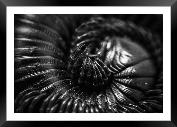 Coil Framed Mounted Print by Neal P