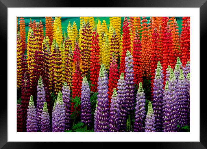 In Bloom Framed Mounted Print by Neal P