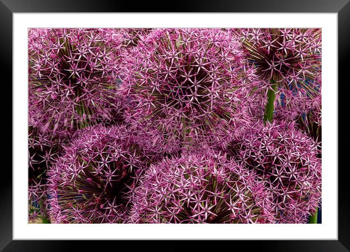 Floral Fireworks Framed Mounted Print by Neal P