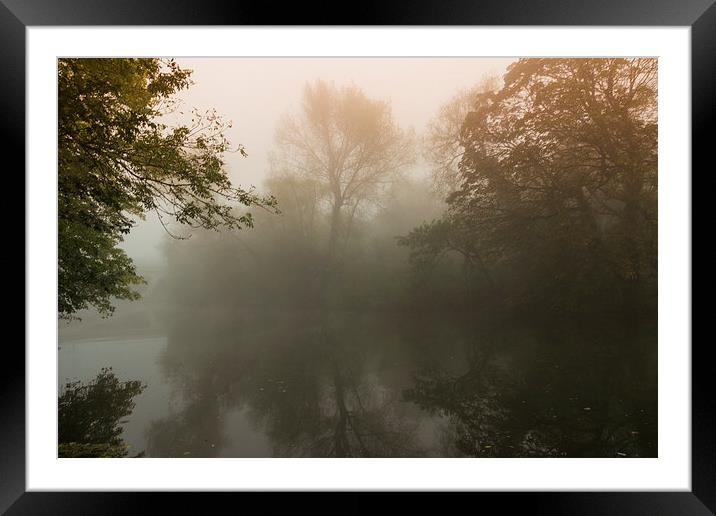  Mist in the Trees Framed Mounted Print by Neal P