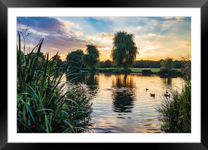 All the ducks are swimming in the water Framed Mounted Print by Neal P