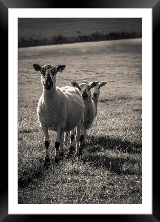 Three Sheep Framed Mounted Print by Neal P