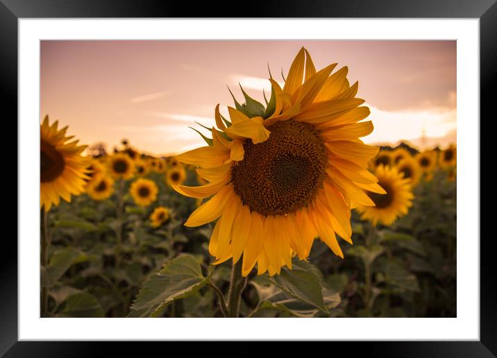 Sunflower Framed Mounted Print by Neal P
