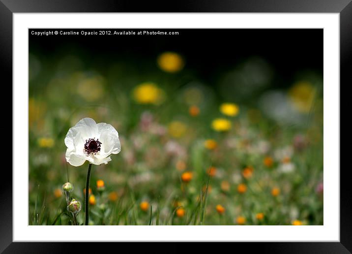 White poppy stands tall Framed Mounted Print by Caroline Opacic