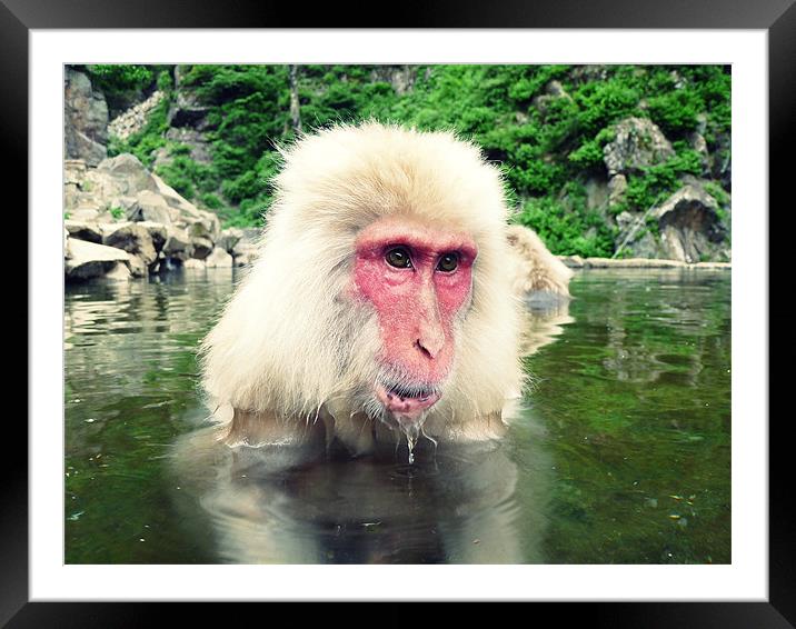 Having a bath Framed Mounted Print by Zsolt Lokodi