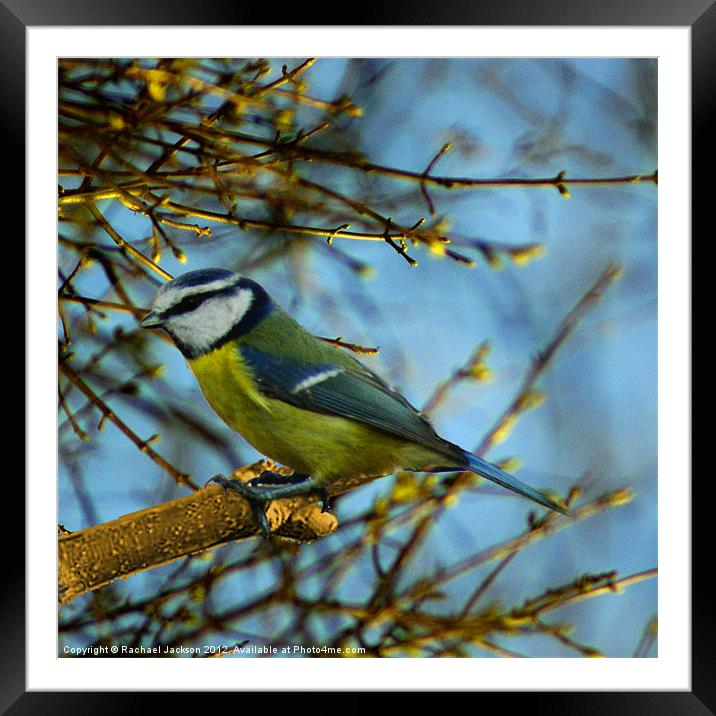 Colourful Blue Tit Framed Mounted Print by Rachael Hood