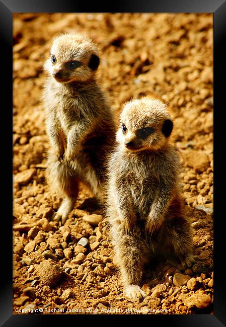 Baby Meerkat Twins Framed Print by Rachael Hood