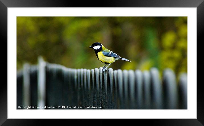 Great tit Framed Mounted Print by Rachael Hood