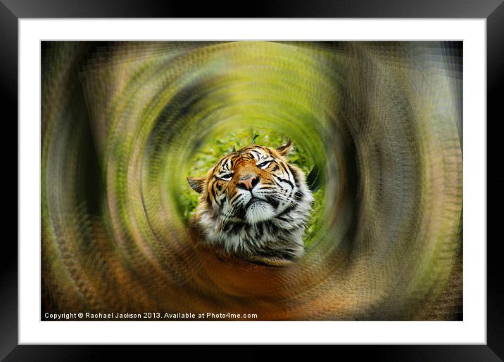 Proud on the Prowl Framed Mounted Print by Rachael Hood