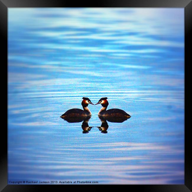 Love Grebe Framed Print by Rachael Hood