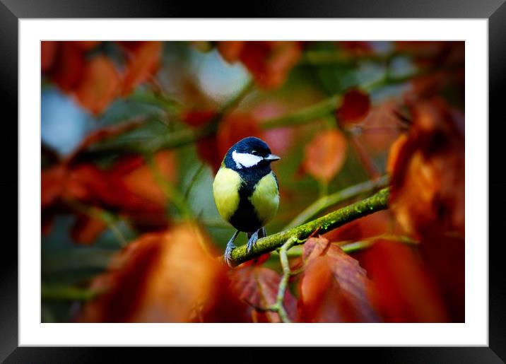Autumnal Great Tit Framed Mounted Print by Rachael Hood