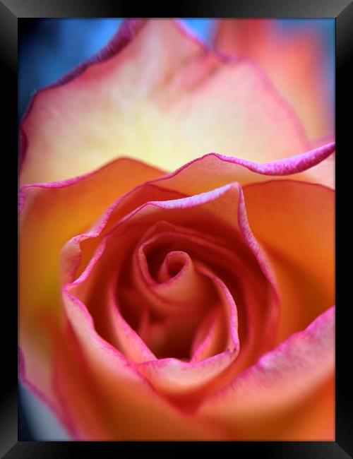 Vibrant Rose Framed Print by Rachael Hood
