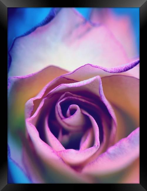 Rainbow Rose Framed Print by Rachael Hood