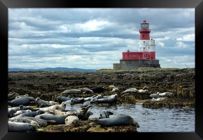 Lazy by the lighthouse Framed Print by Rachael Hood