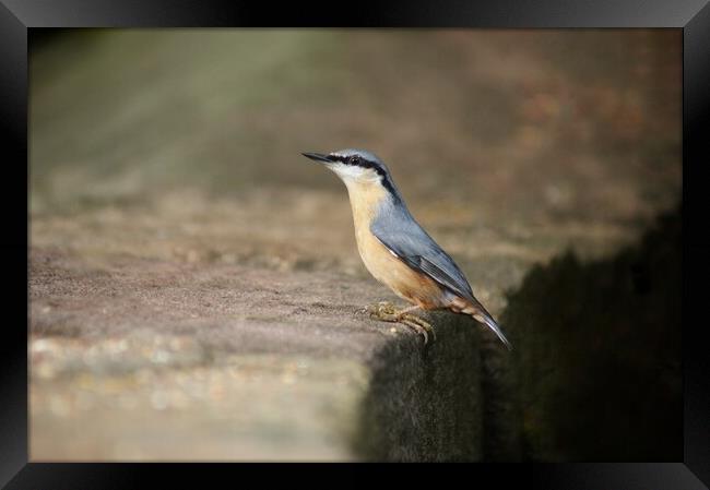 Nuthatch at stance Framed Print by Rachael Hood