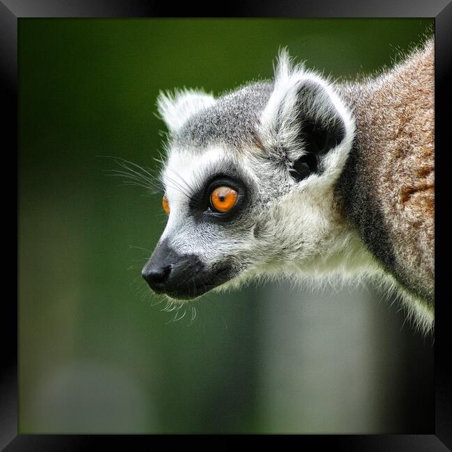 Lemur stare Framed Print by Rachael Hood