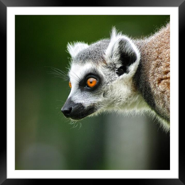 Lemur stare Framed Mounted Print by Rachael Hood