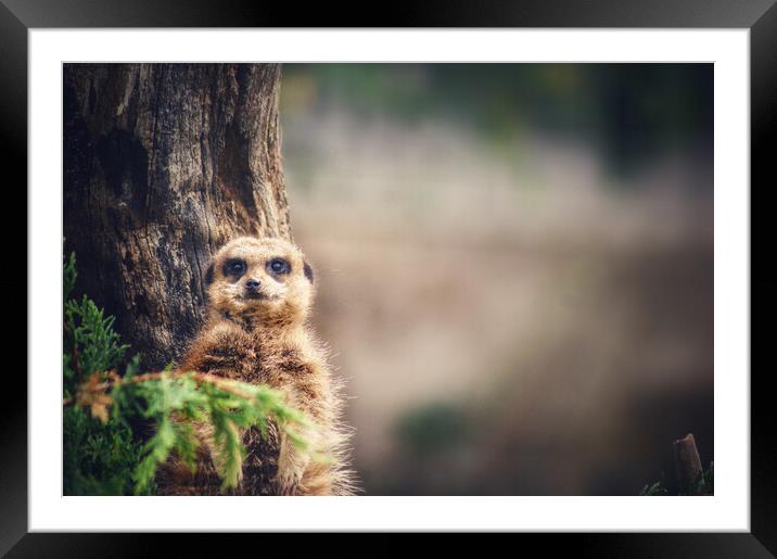 Peeping meerkat  Framed Mounted Print by Rachael Hood