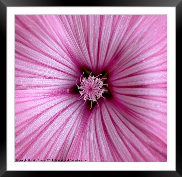Mallow Framed Mounted Print by Keith Cooper