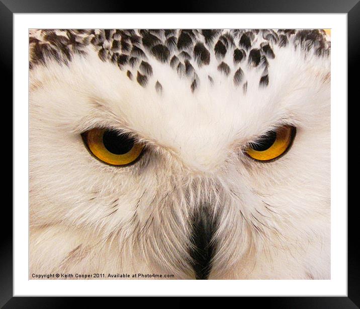 Owl Eyes Framed Mounted Print by Keith Cooper