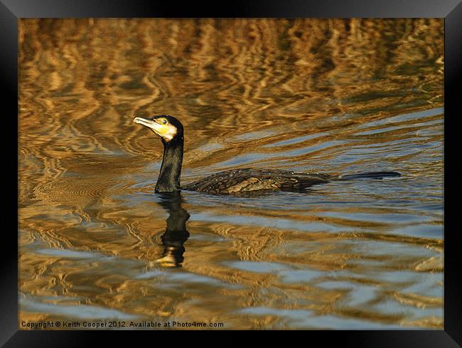 Cormorant Framed Print by Keith Cooper