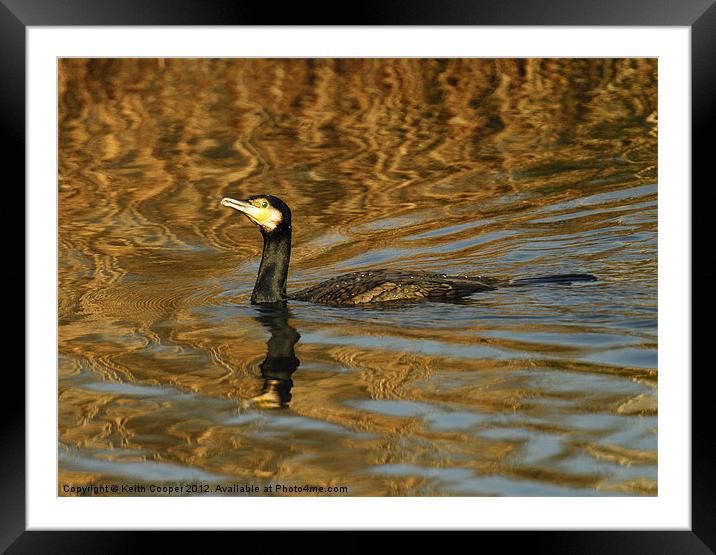 Cormorant Framed Mounted Print by Keith Cooper