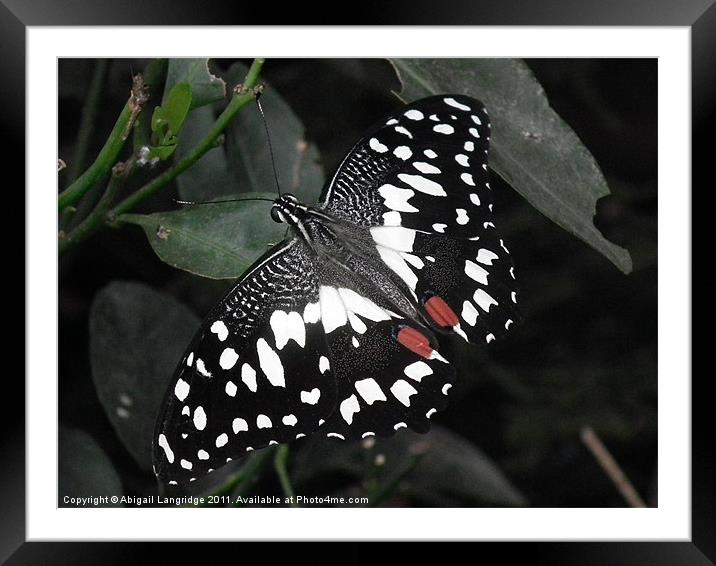 Butterfly Framed Mounted Print by Abigail Langridge