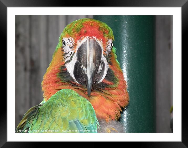 Parrot Framed Mounted Print by Abigail Langridge