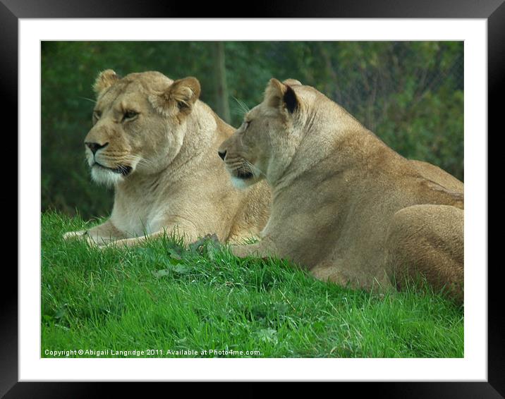 Lionesses Framed Mounted Print by Abigail Langridge