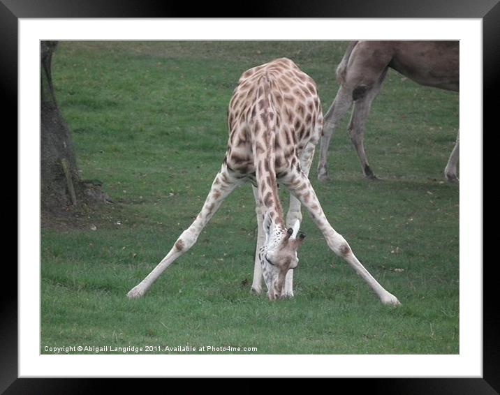 Young giraffe Framed Mounted Print by Abigail Langridge