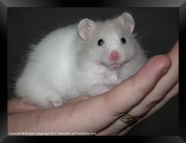 White syrian hamster Framed Print by Abigail Langridge