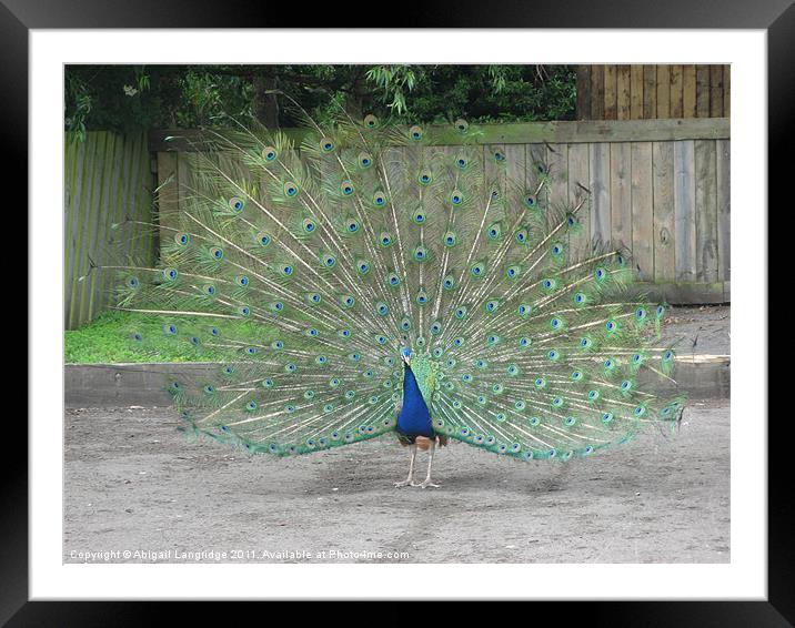 Peacock Framed Mounted Print by Abigail Langridge
