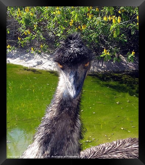 Evil Emu Framed Print by Abigail Langridge