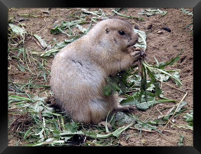 Prairie Dog eating Framed Print by Abigail Langridge