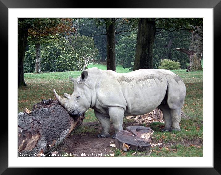 Rhino scratching Framed Mounted Print by Abigail Langridge