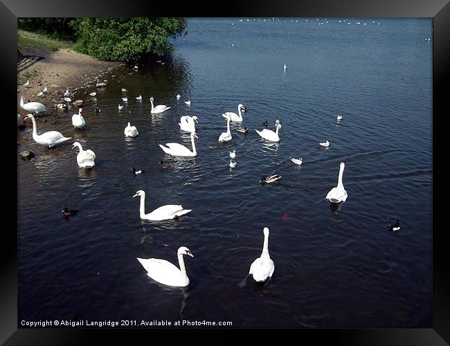 Swan lake Framed Print by Abigail Langridge