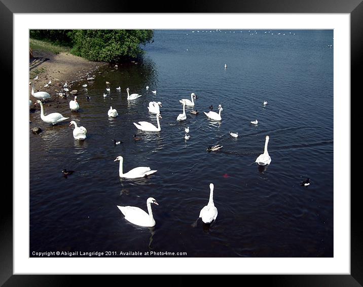 Swan lake Framed Mounted Print by Abigail Langridge