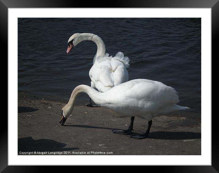 Swans Framed Mounted Print by Abigail Langridge
