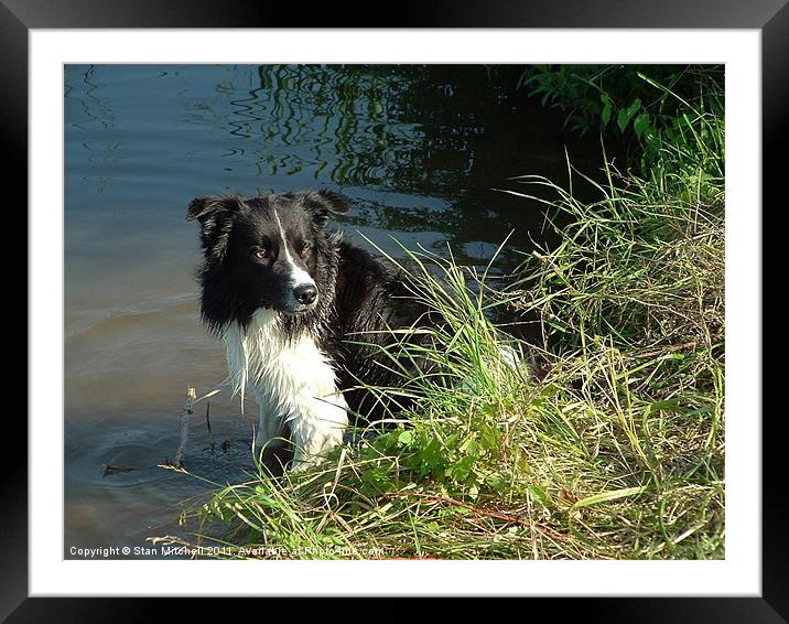 Ted in water Framed Mounted Print by Stan Mitchell