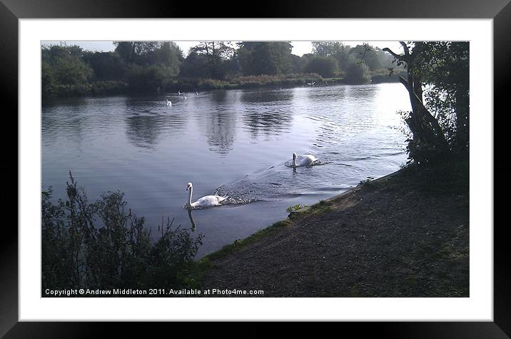 Swans Framed Mounted Print by Andrew Middleton