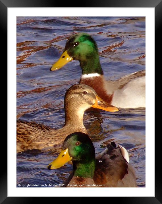 Ducks Framed Mounted Print by Andrew Middleton