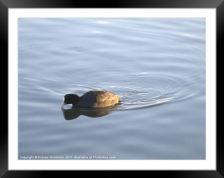Grebe Framed Mounted Print by Andrew Middleton